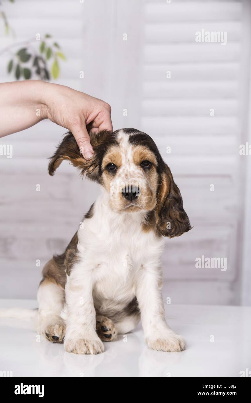 Ағызудың кесілген оргазмы