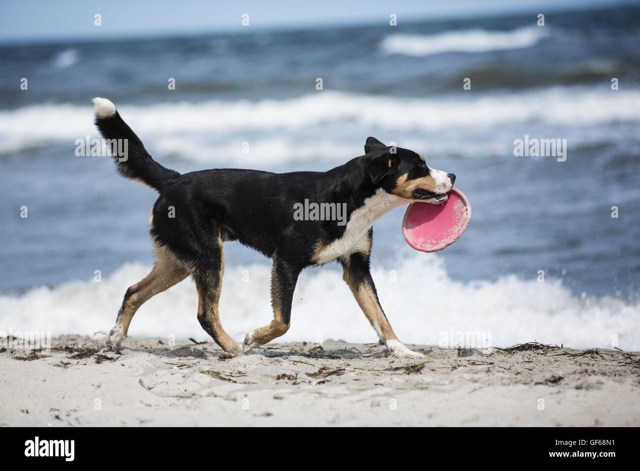 Mountain walks with the dog hi-res stock photography and images - Alamy