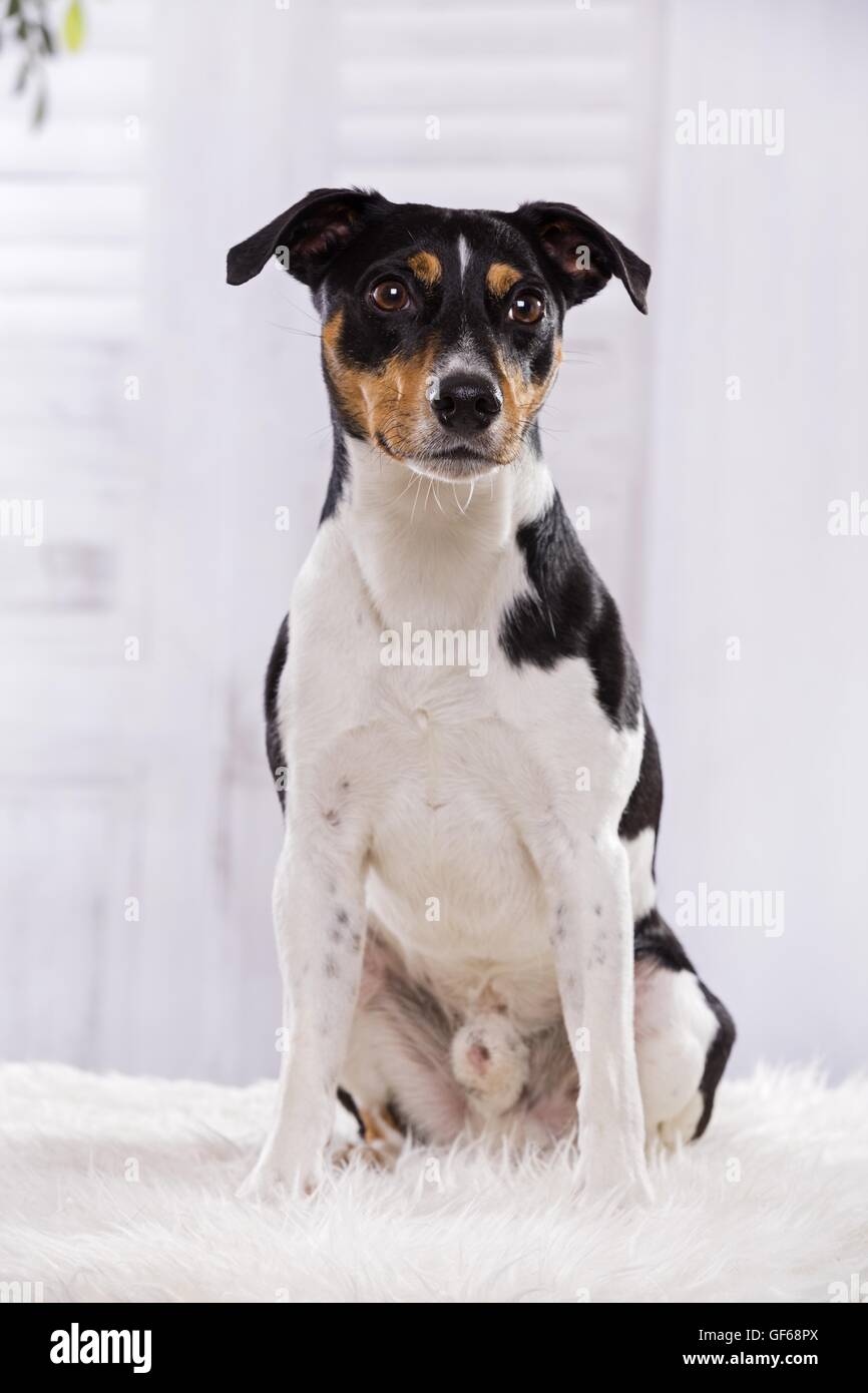 sitting Jack Russell Terrier Stock Photo