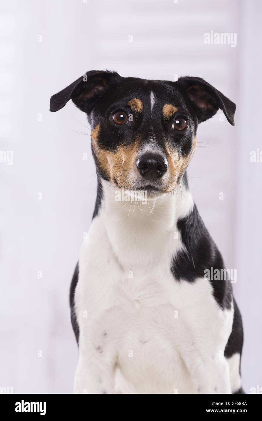 Jack Russell Terrier Portrait Stock Photo
