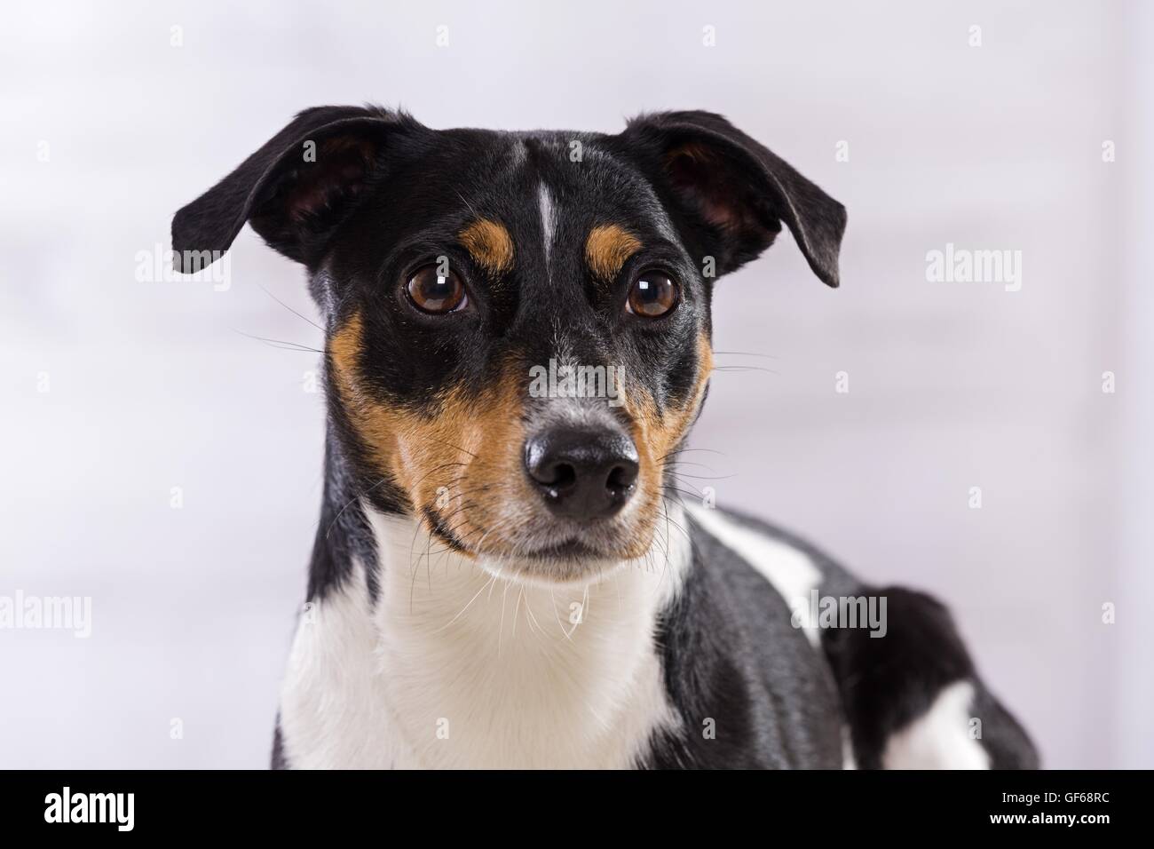 Jack Russell Terrier Portrait Stock Photo