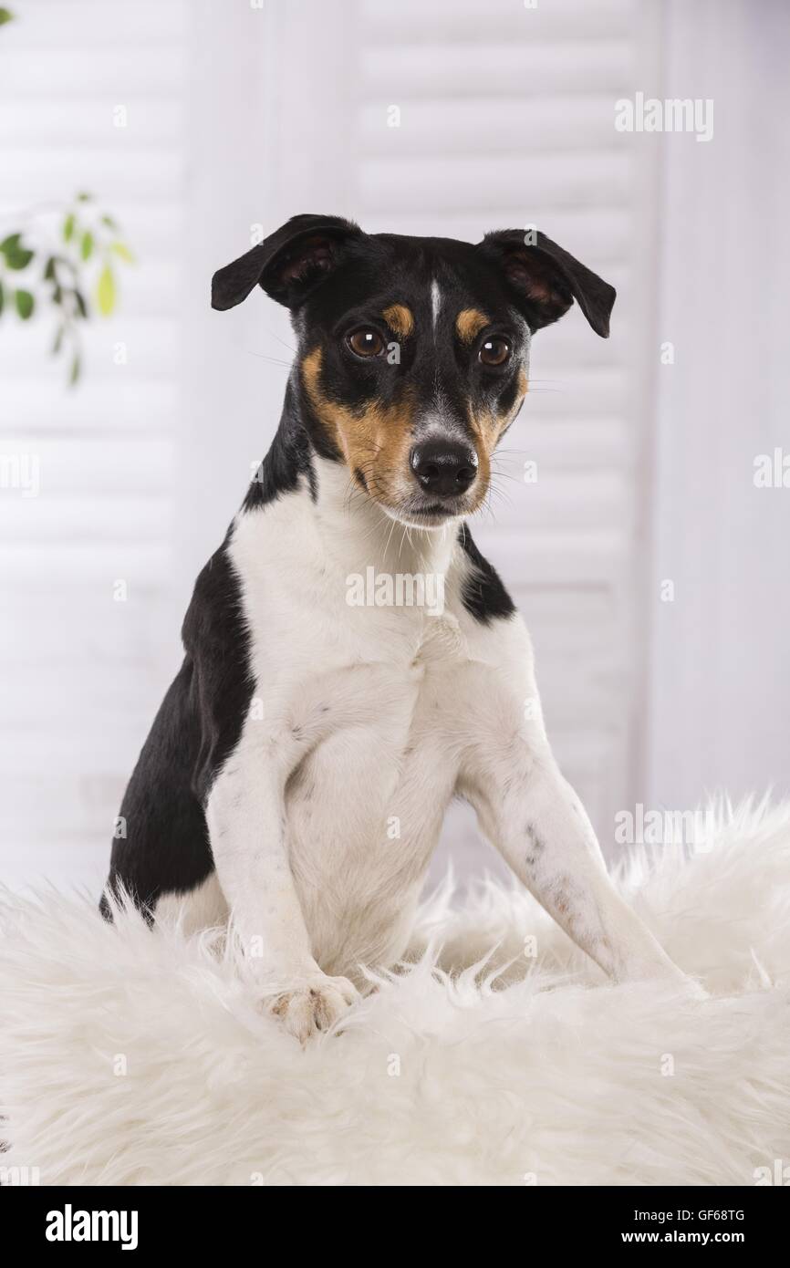 Jack russell terrier hair hi-res stock photography and images - Alamy