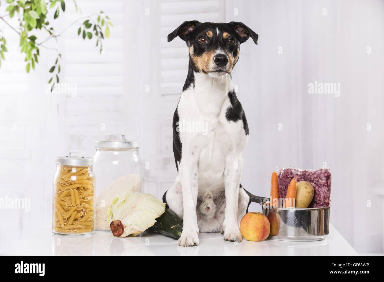 Jack Russell Terrier with food Stock Photo