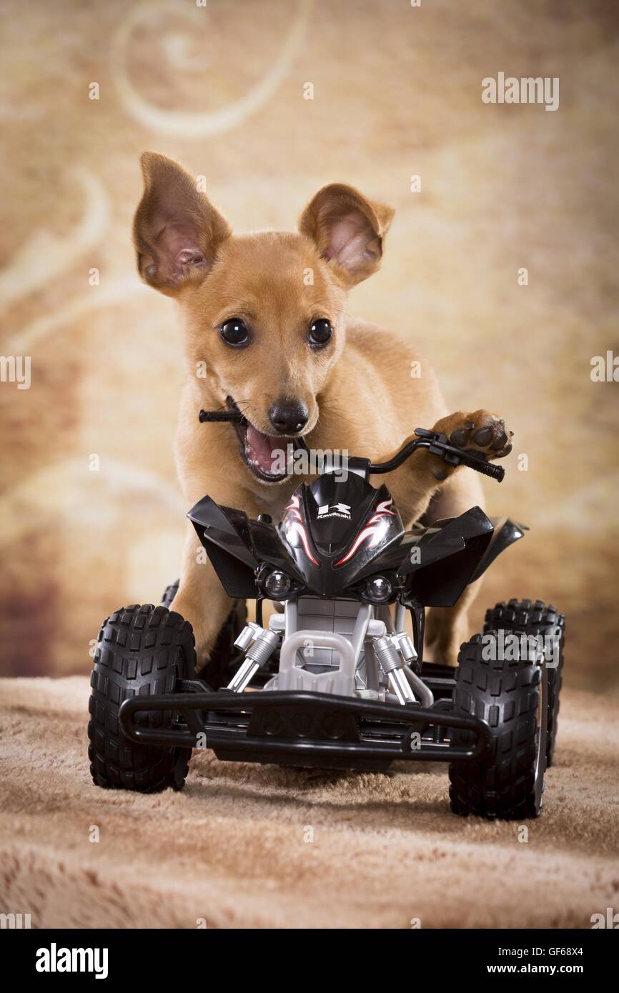 Dog Toy Car Royalty-Free Images, Stock Photos & Pictures