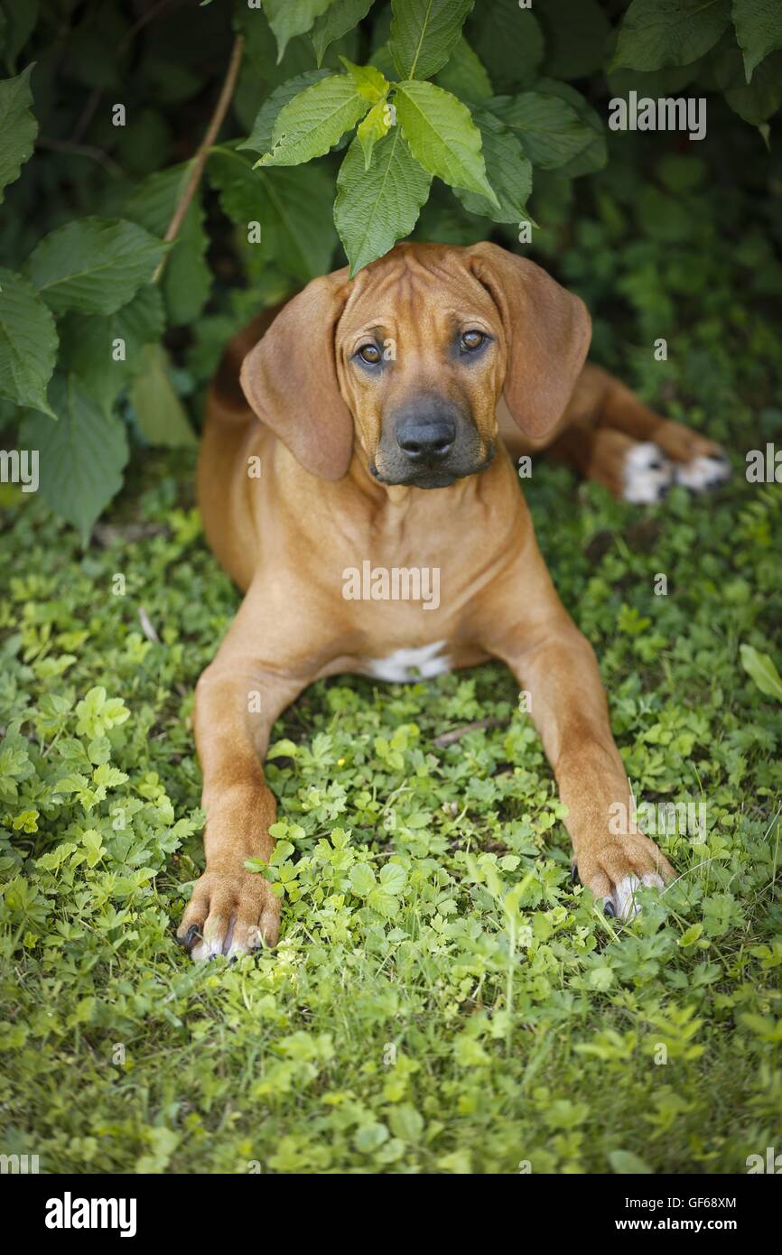 Rhodesian Ridgeback Puppy Stock Photo - Alamy