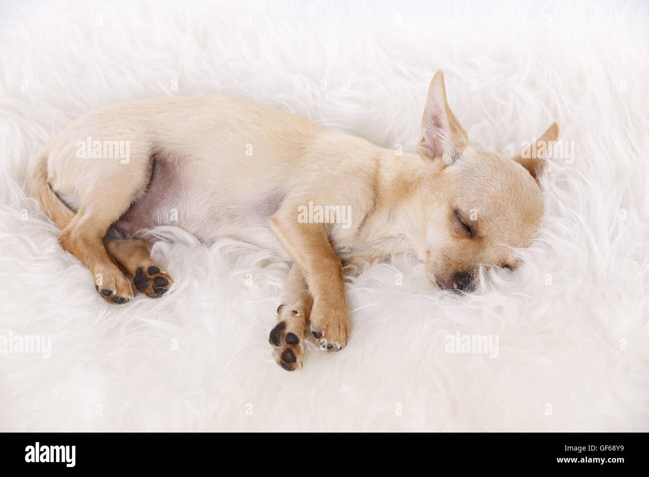 Why Do Chihuahuas Sleep So Much