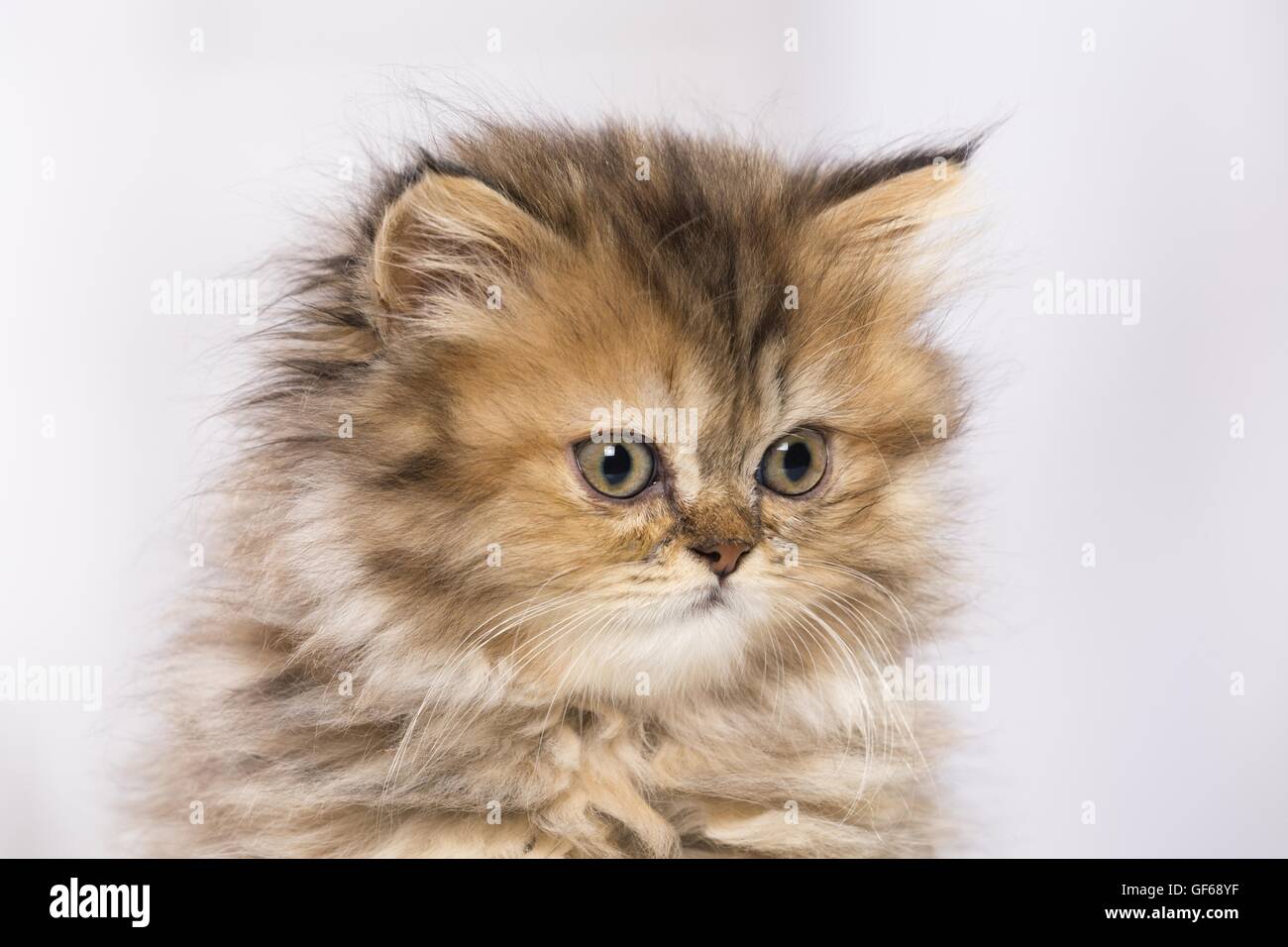 new born persian cats