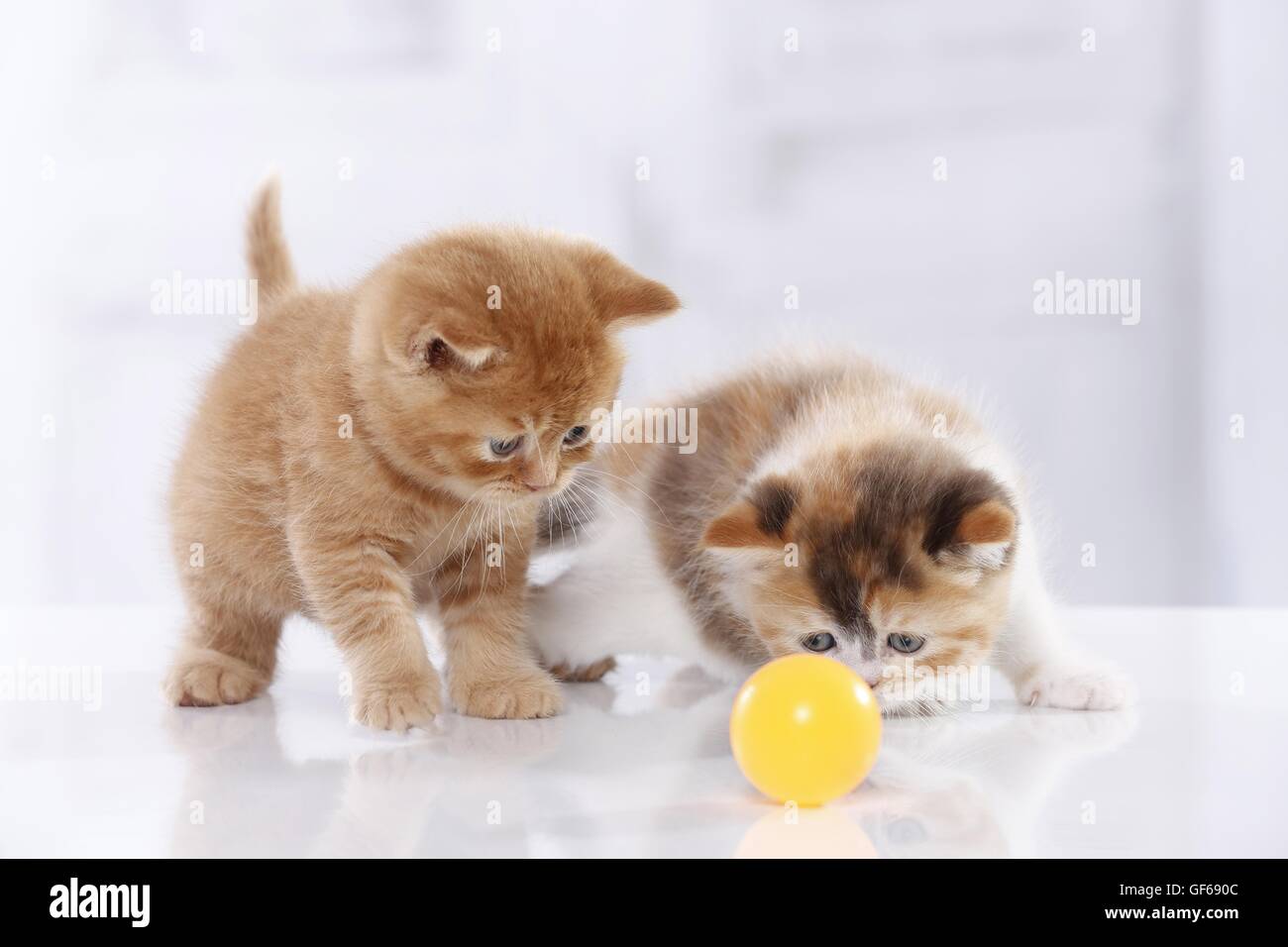 2 British Shorthair Kitten Stock Photo