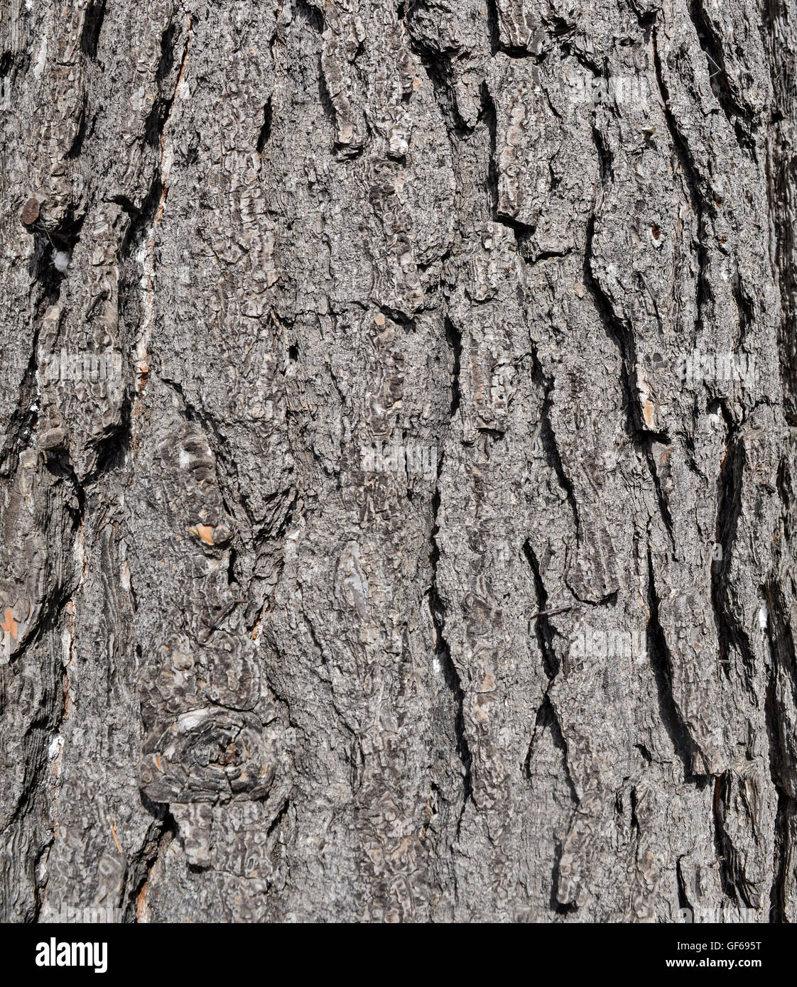 The bark on old wood, carved with age. Stock Photo