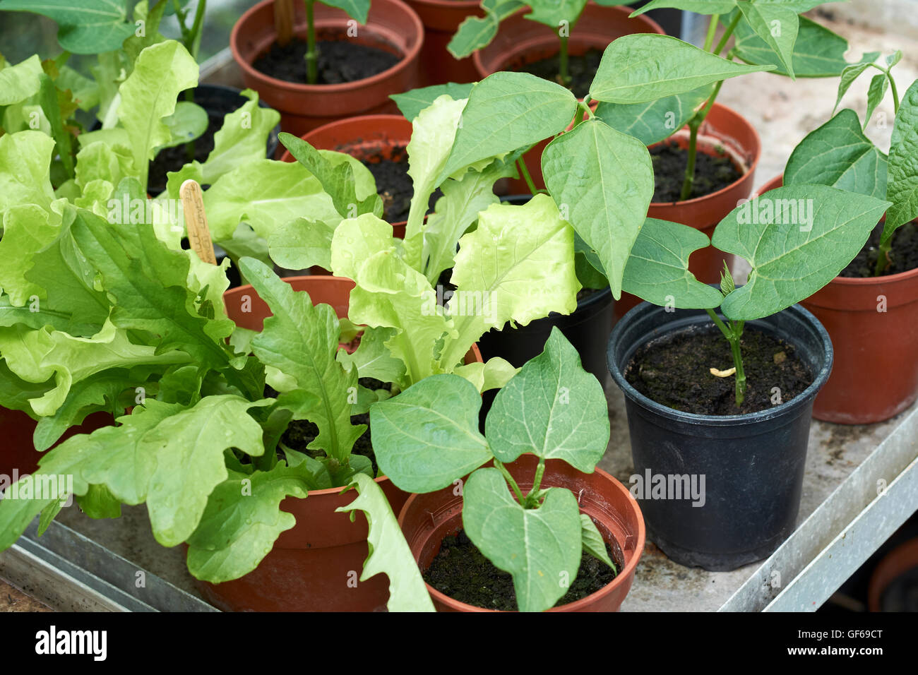 Young salad and green bean plants growing in plant pots in a greenhouse. Stock Photo