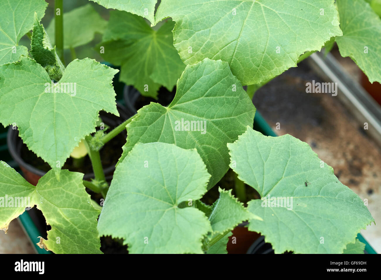 Young courgette plants growing in plant pots in a greenhouse. Stock Photo