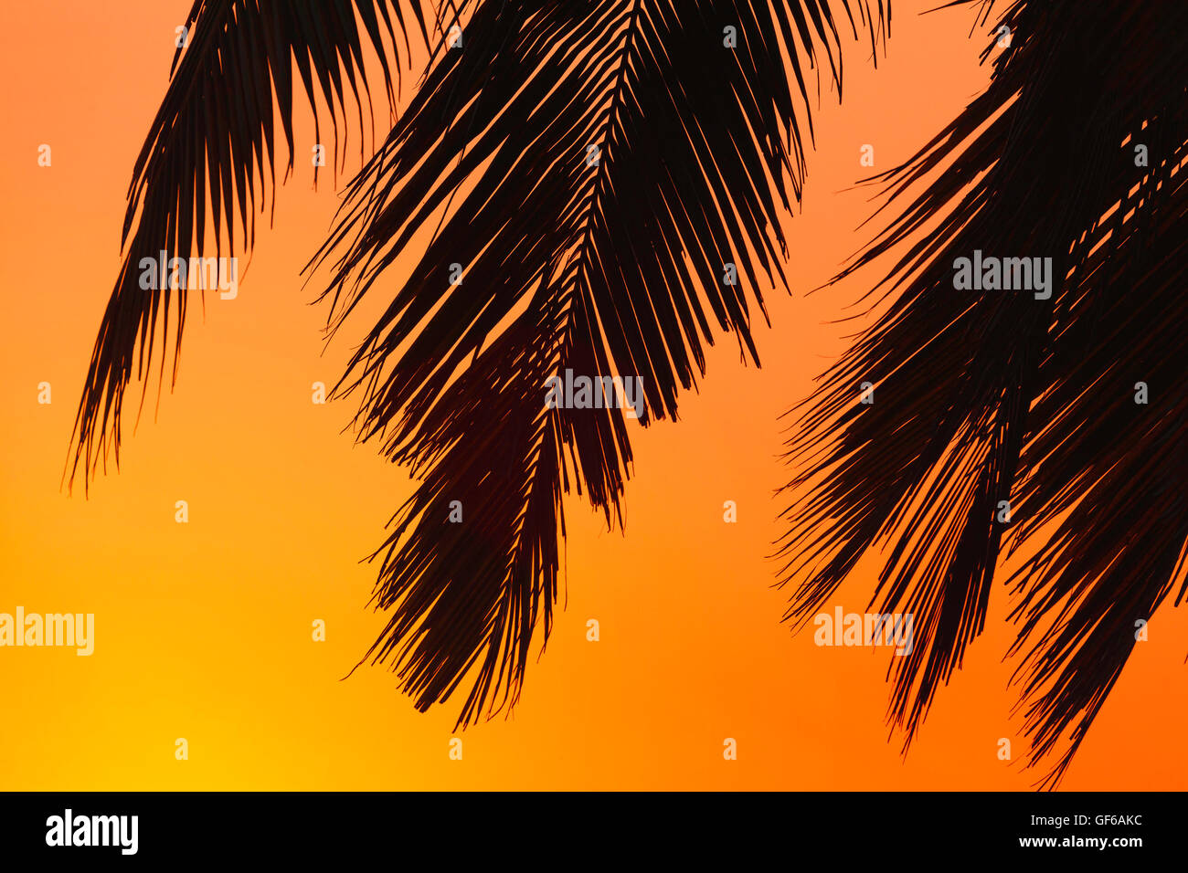 Golden palm leaves hi-res stock photography and images - Alamy