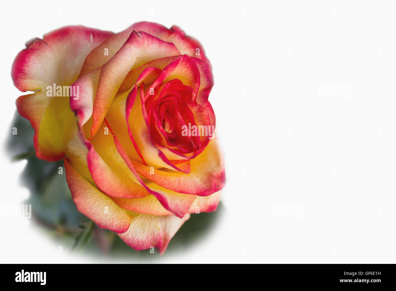 Close-up bud of the red with yellow rose Stock Photo