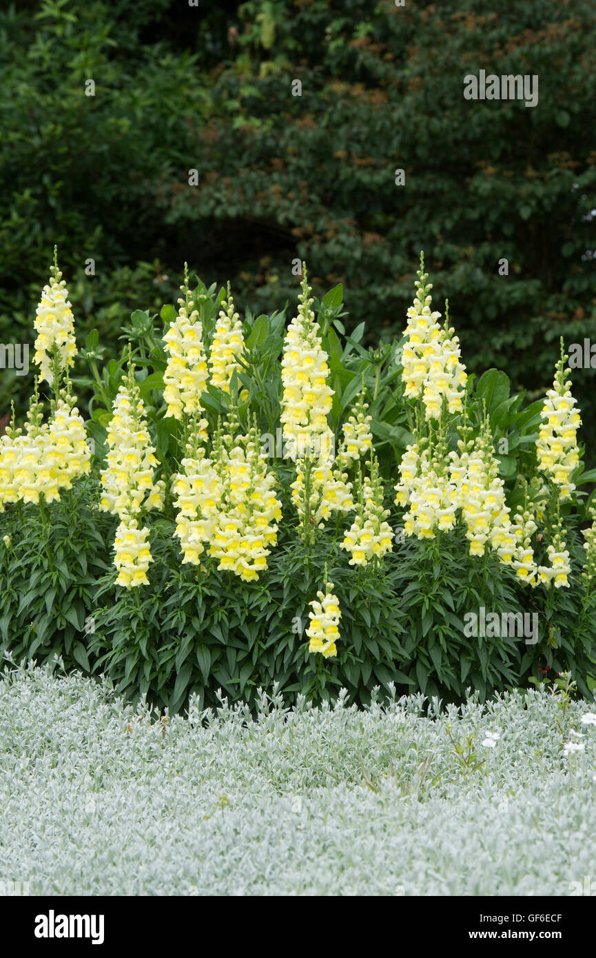 Antirrhinum majus. Yellow Snapdragon flowers in a garden border. Stock Photo