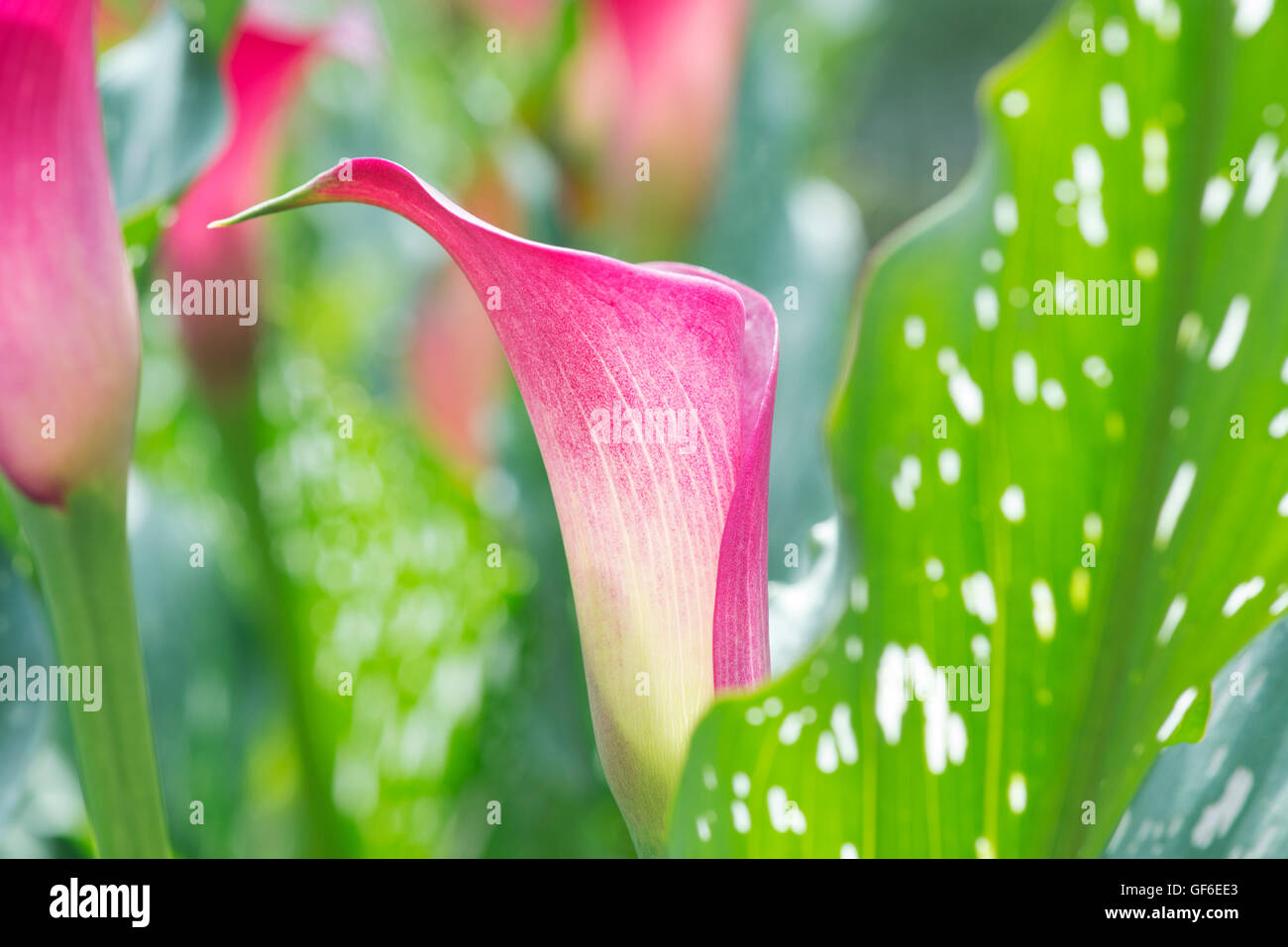 Calla lily flowers hi-res stock photography and images - Alamy