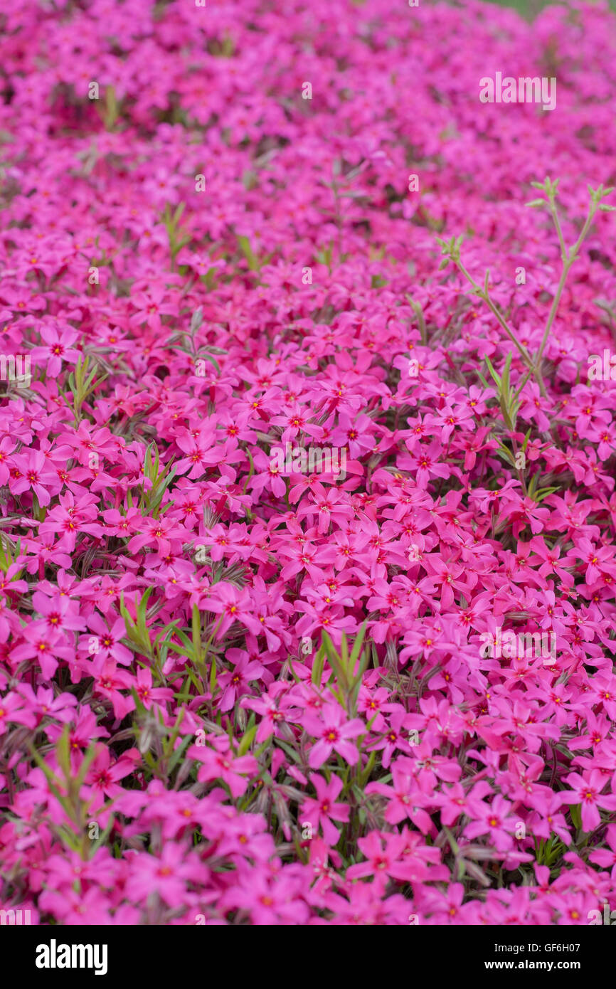 Pink Phlox subulata Stock Photo - Alamy