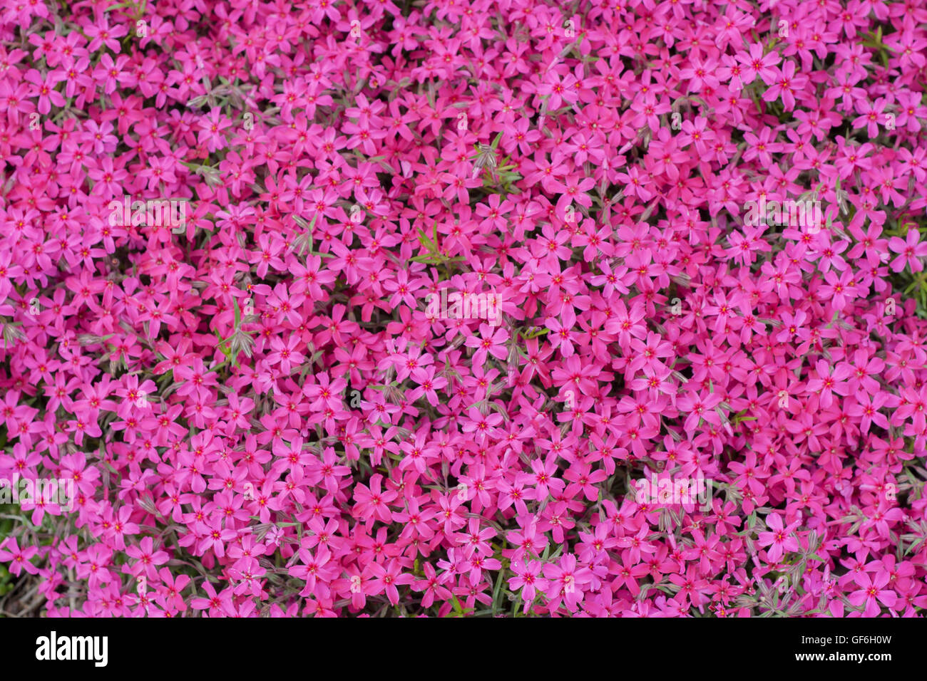Pink Phlox subulata Stock Photo - Alamy