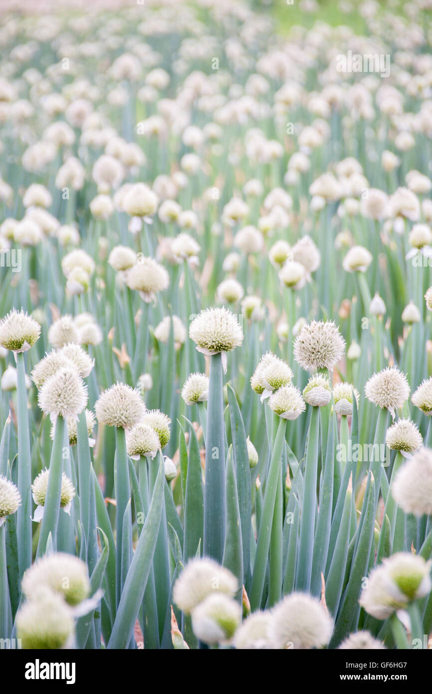 Zonion hires stock photography and images Alamy