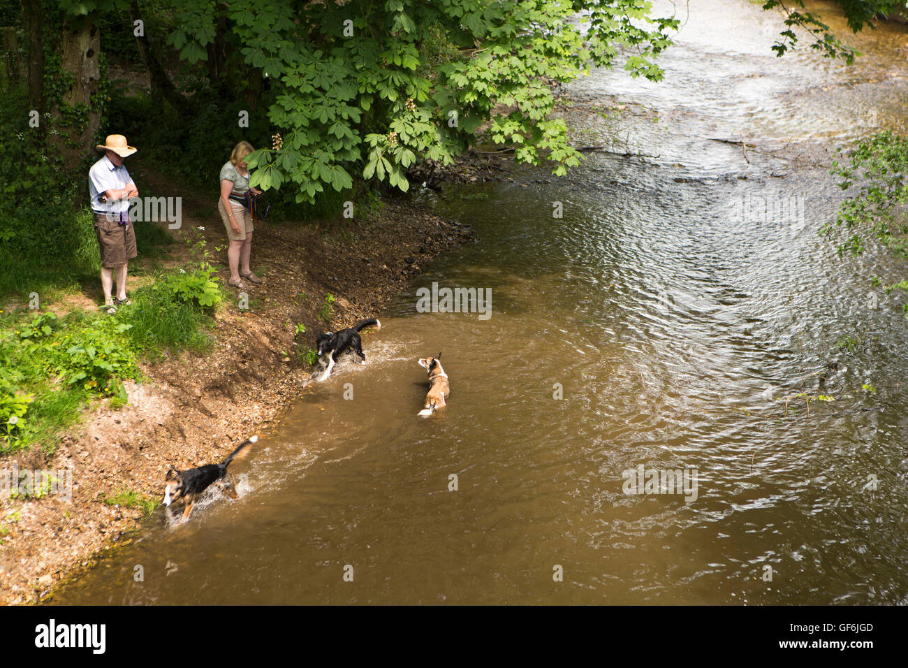 UK, England, Devon, Honiton, dogs cooling down in River Otter at old ford Stock Photo