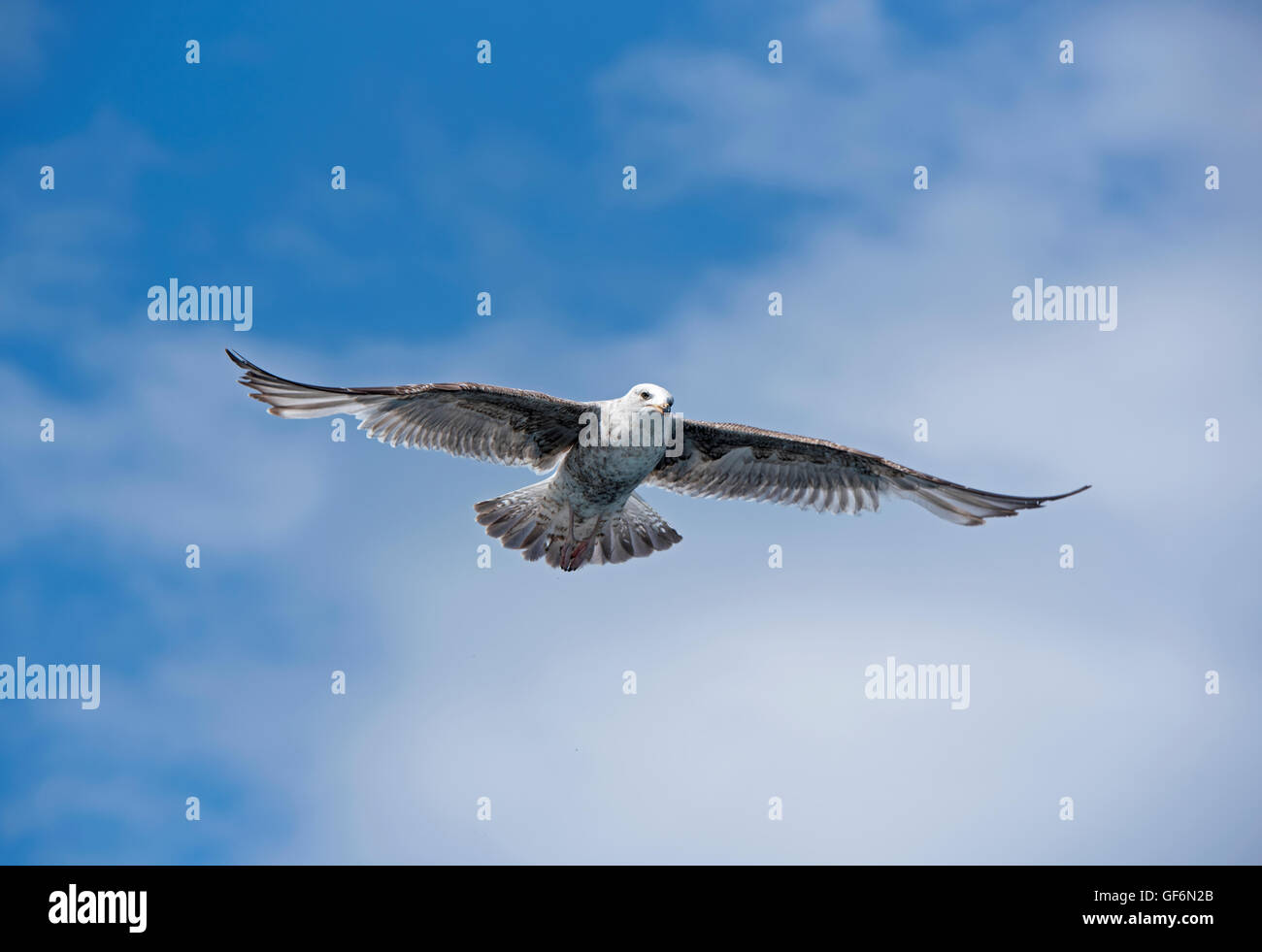 Immature Herring Gull in Flight Loch na Keal, Mull. Scotland. UK.  SCO 10,953. Stock Photo