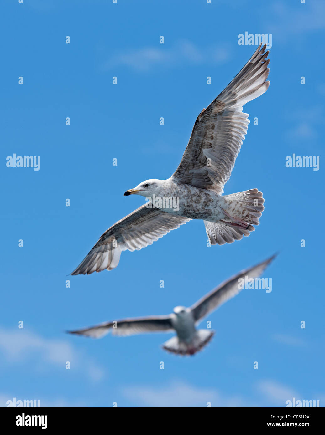 Immature Herring Gulls in Flight Loch na Keal, Mull. Scotland. UK.  SCO 10,954 Stock Photo