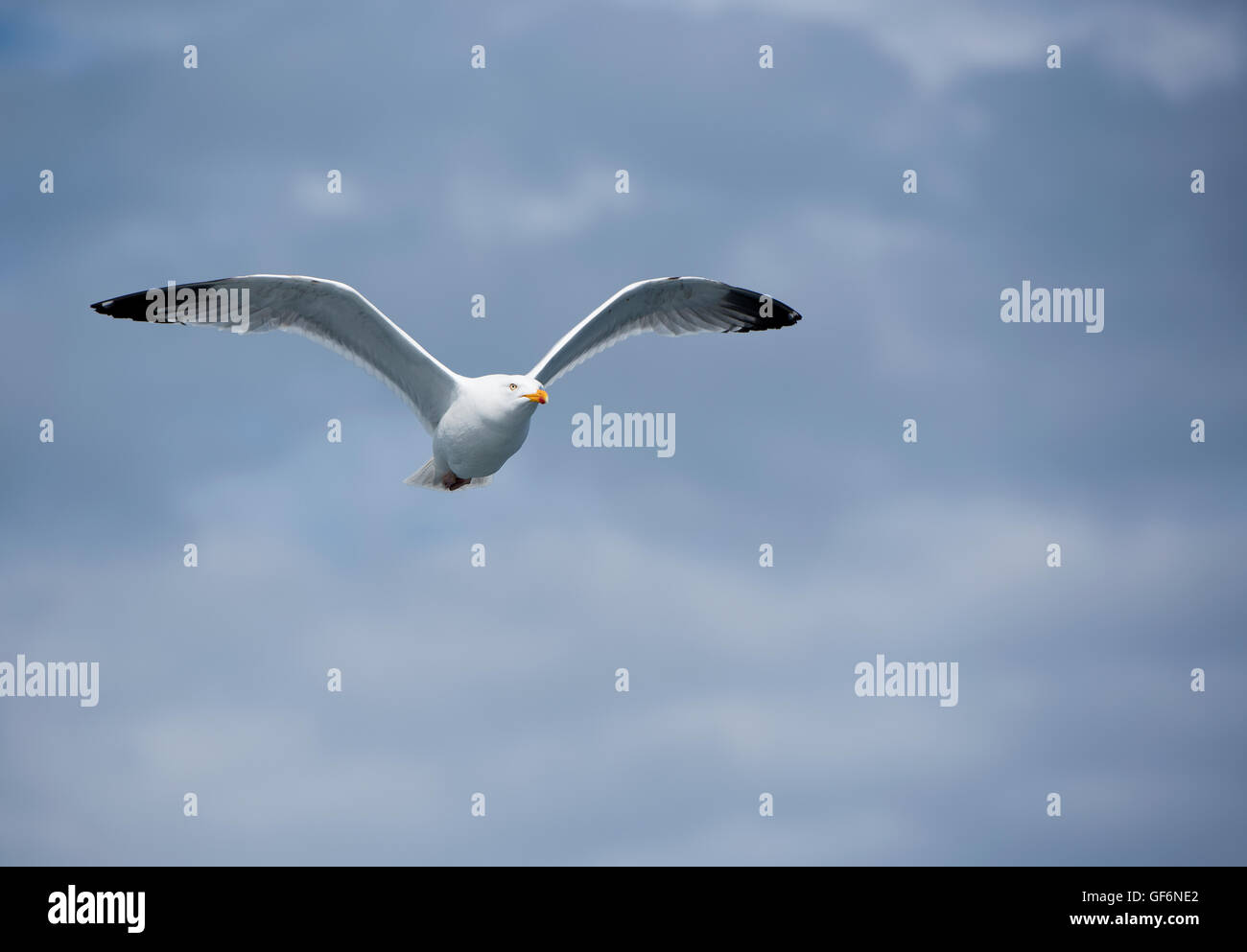 Herring Gull in Flight Loch na Keal,Isle of Mull. Scotland. UK.  SCO 10,958. Stock Photo