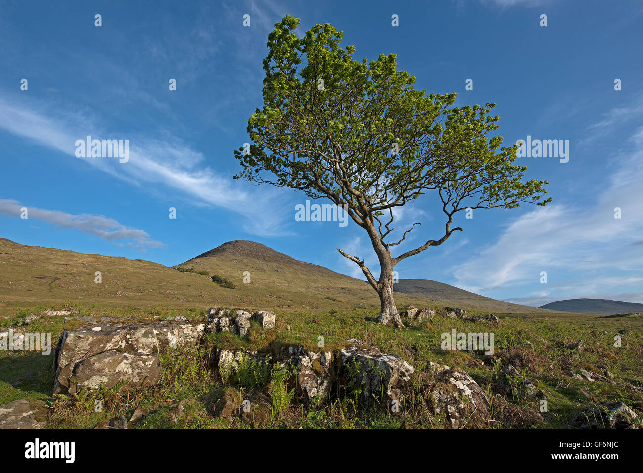 A lonely oak tree surviving on a hillside on the Isle of Mull, Argyll and Bute District, Scotland UK.  SCO,10,959. Stock Photo
