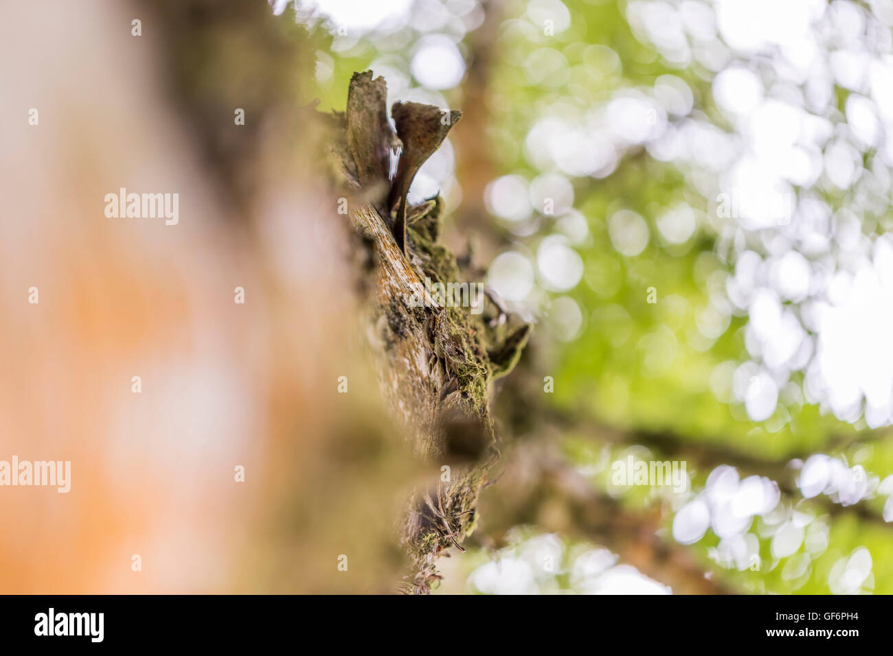 Wye valley woodland canopy hi-res stock photography and images - Alamy