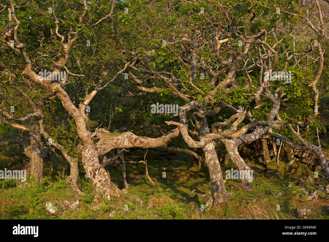 Western acidic oak-birch woodland thriving under grazing pressure from Red Deer and Weather extremes.  SCO 10,970. Stock Photo