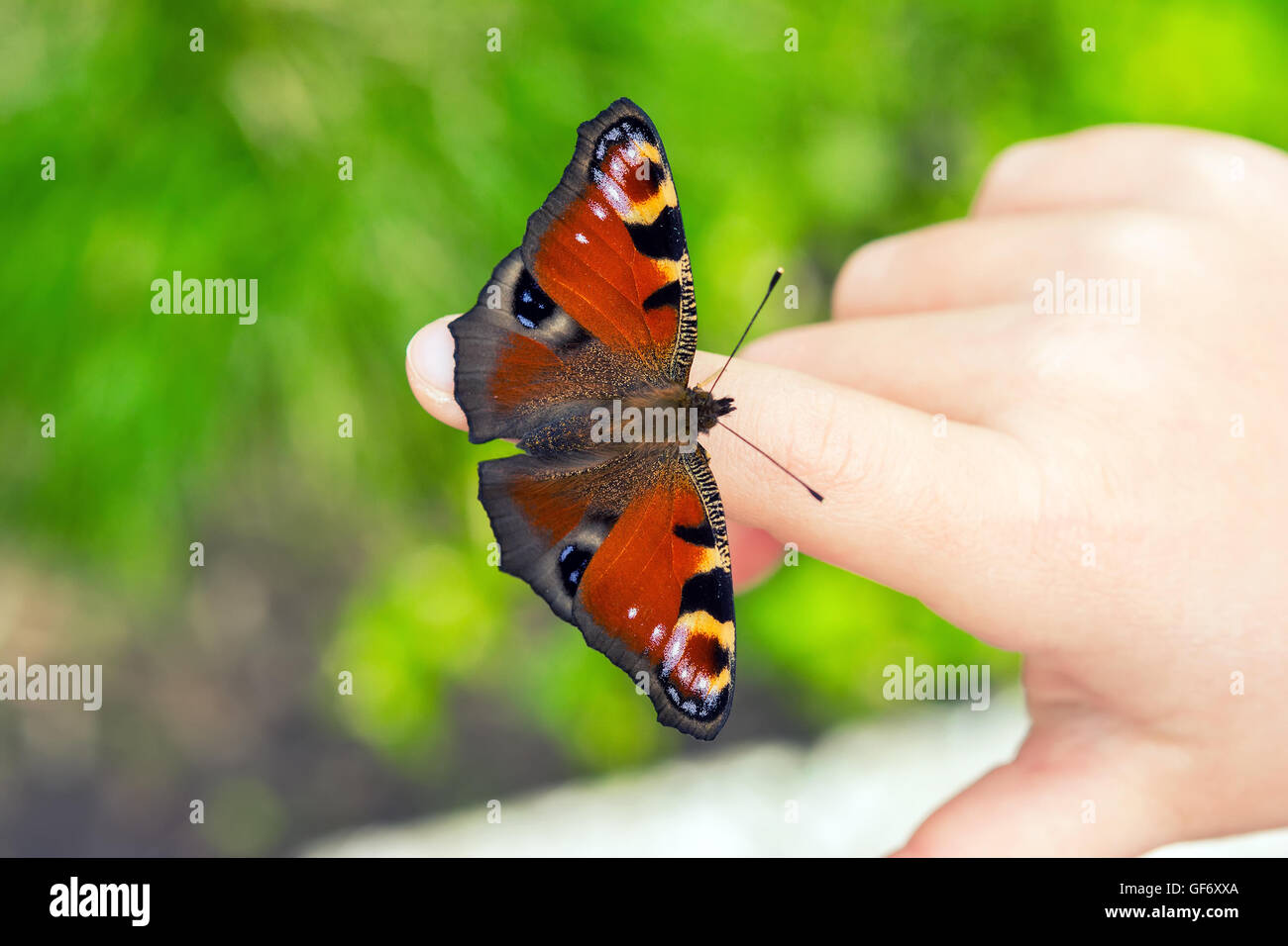 European peacock butterfly on the child fingers Stock Photo