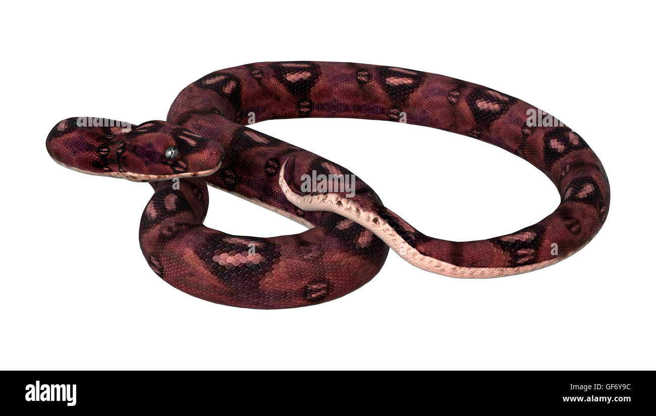 Anaconda 3d hi-res stock photography and images - Alamy