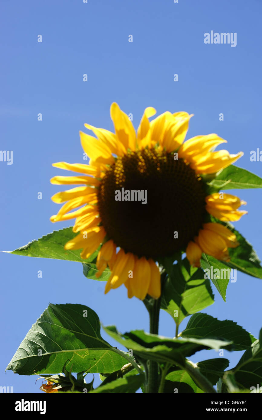 Sunflower in the Sunlight Stock Photo Alamy