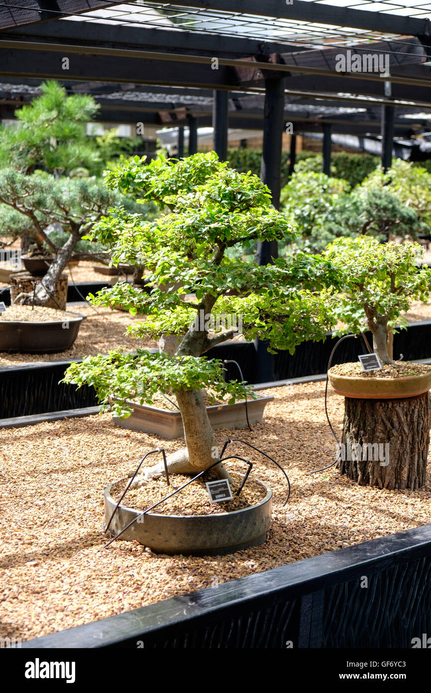 Bonsai trees at Stellenbosch University Botanical Garden, South Africa