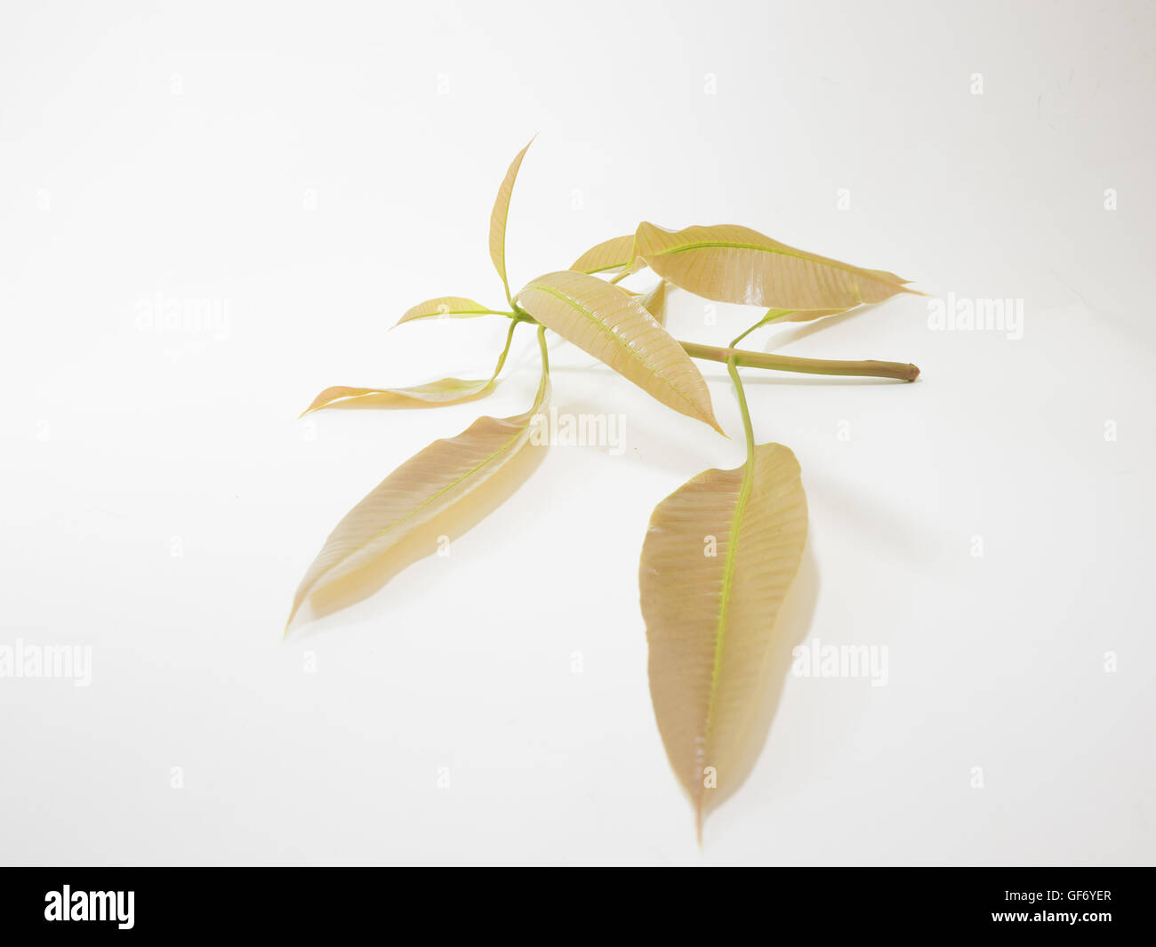 leaf gourami leaflet foliagel herb Medicinal plants food  seasoning ingredient  flavouring spice  mango Stock Photo
