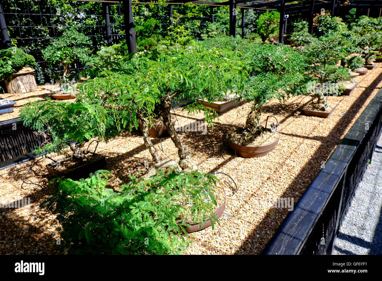 Bonsai trees at Stellenbosch University Botanical Garden, South Africa