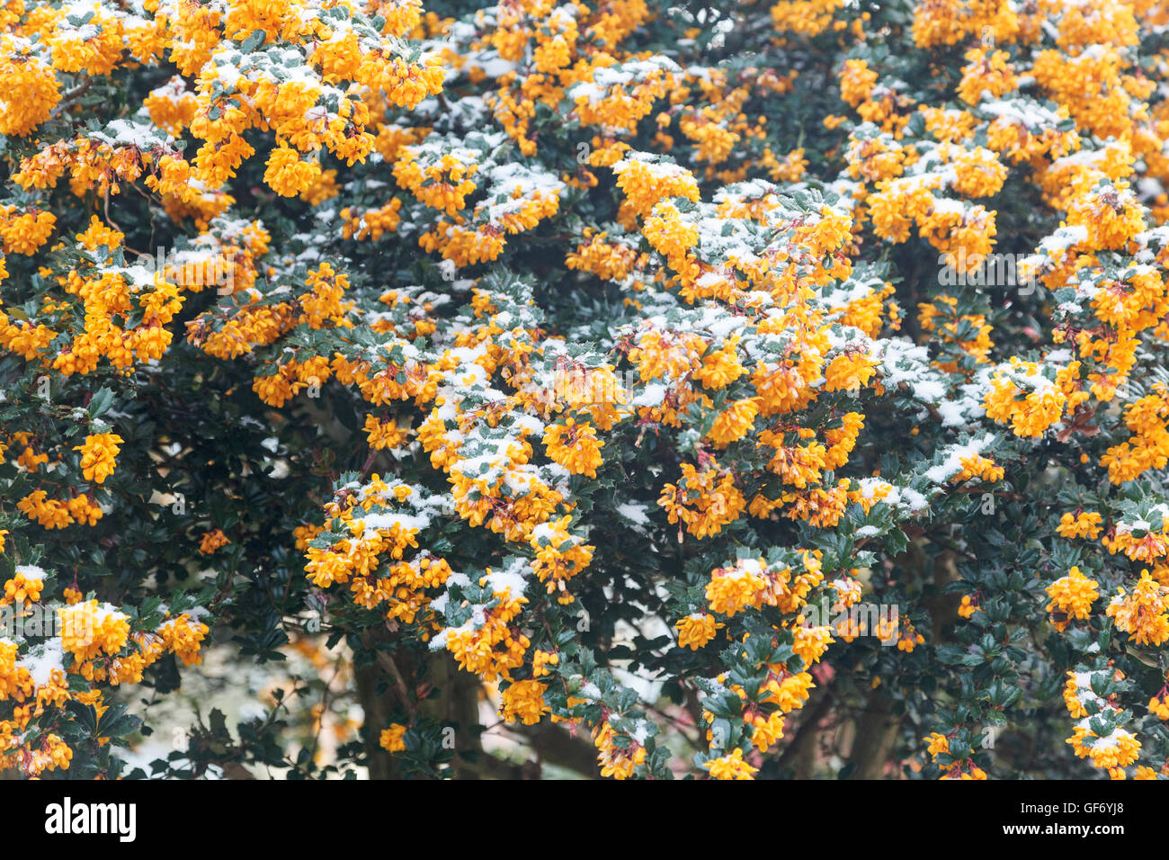 Late April snow on orange Pyracantha (firethorn) tree in flower in UK garden Stock Photo