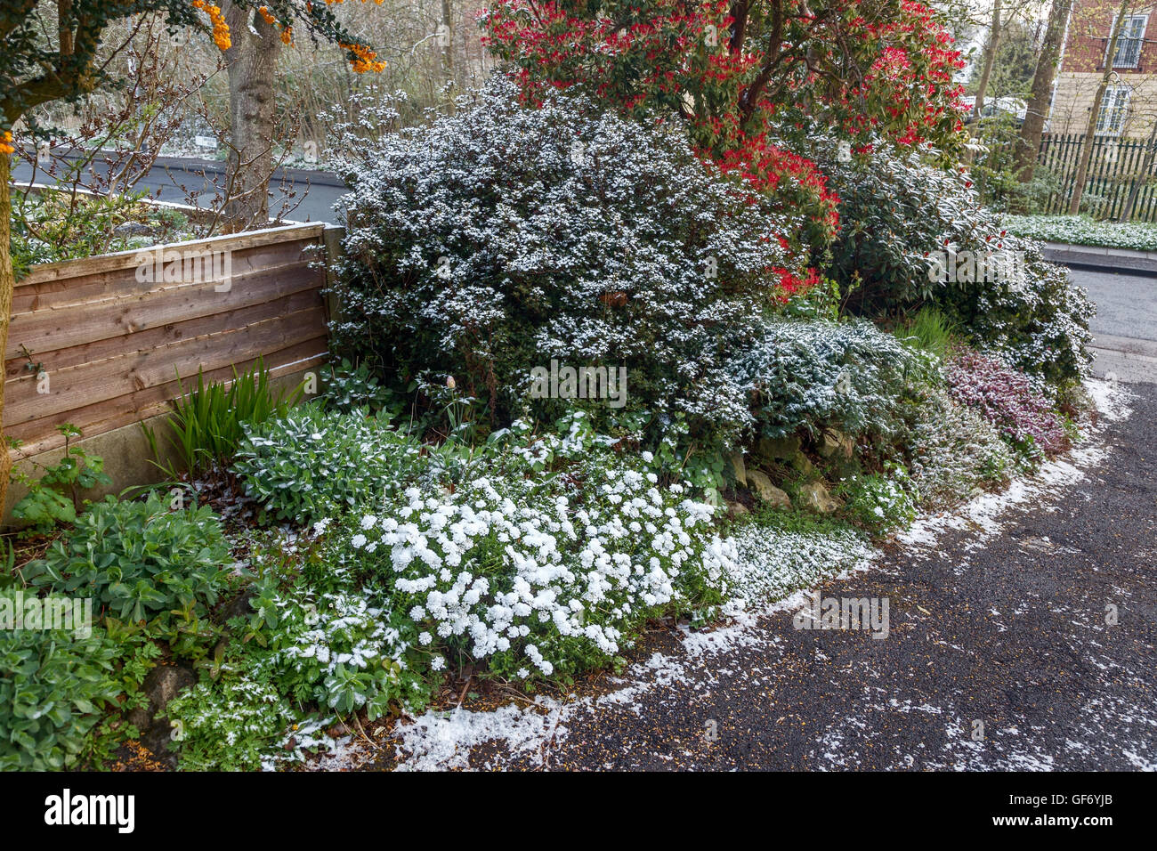Late April snow on candytuft, azlea, heather, pieris and rhododendron in UK garden Stock Photo