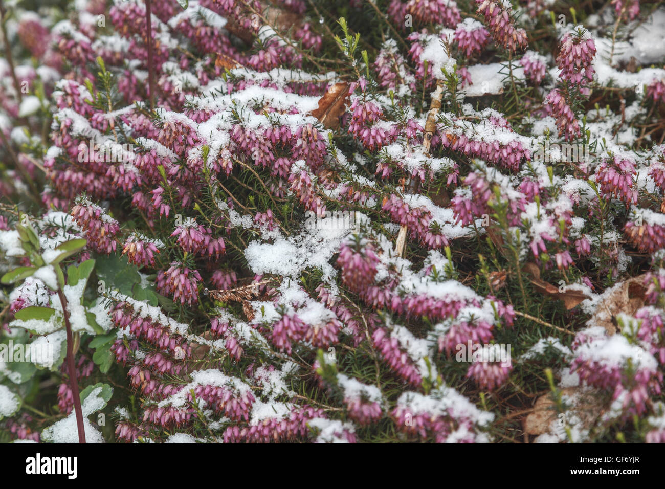 Red heather in flower and covered in late April snow, UK Stock Photo