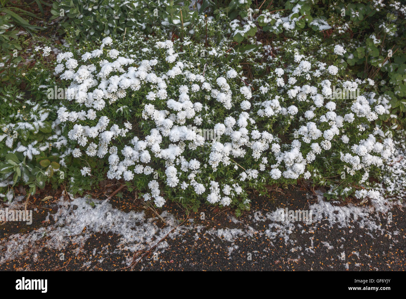 Iberis sempervirens (perennial candytuft) in flower and covered in late April snow, UK Stock Photo
