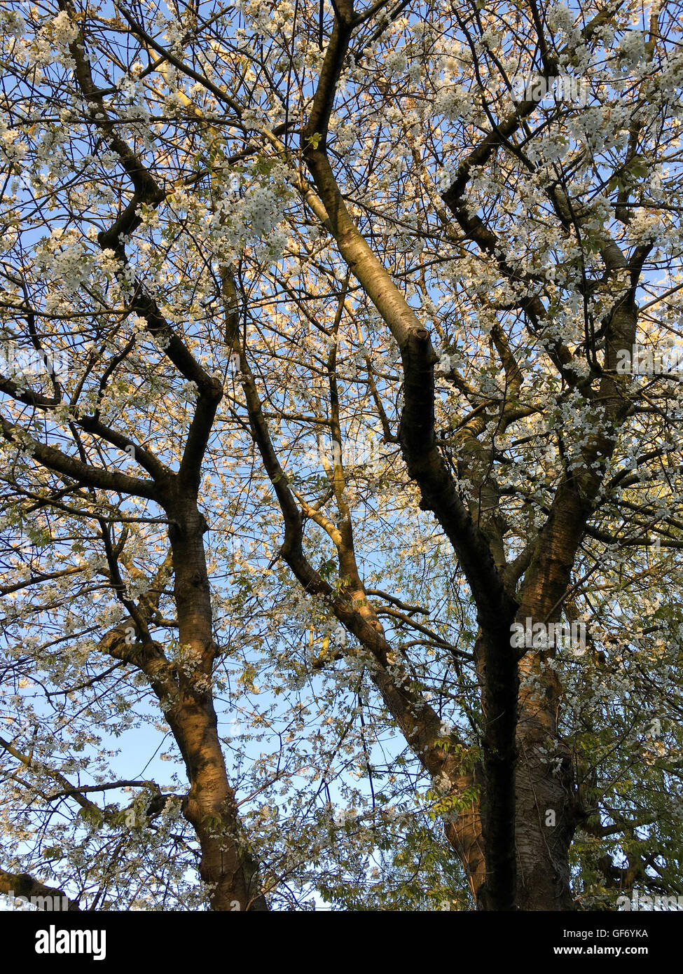 Ornamental cherry tree (Prunus) in flower in garden in spring, UK Stock Photo