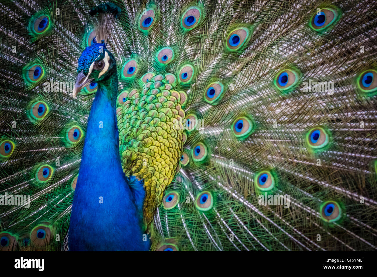 Beautiful peacock presenting his colourful tail wide open Stock Photo