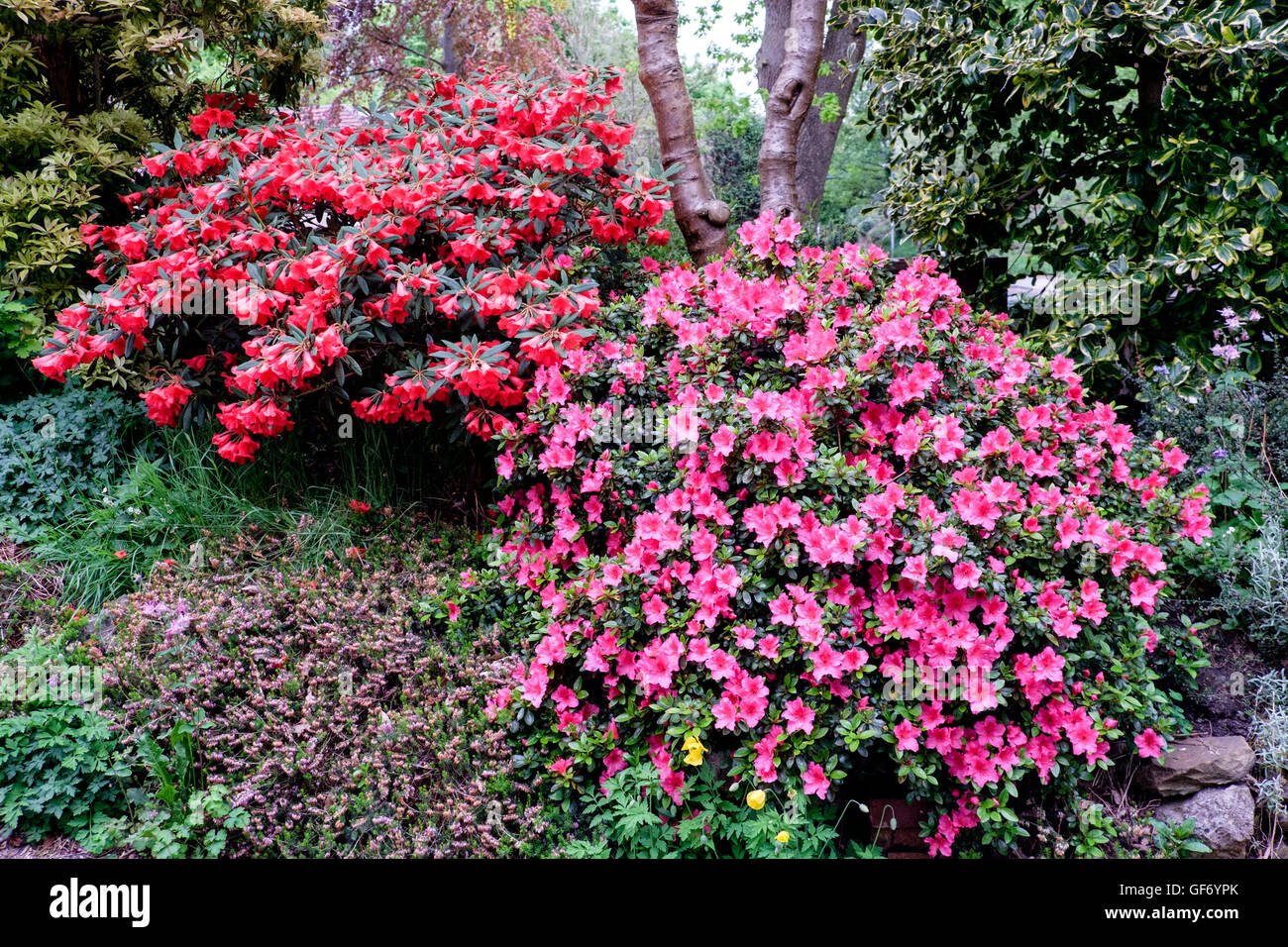 Red Rhododendron And Pink Azalea Bush In Front Garden Of House Uk Stock Photo Alamy