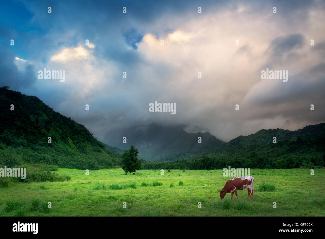 Pasture and storm clouds with cows. Kauai, Hawaii Stock Photo