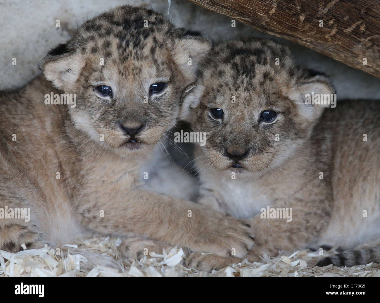 Two of the four three week old lion cubs before they given a health check at Blair Drummond Safari Park near Stirling. The cubs were weighed, sexed, wormed and chipped during this first health check. Stock Photo