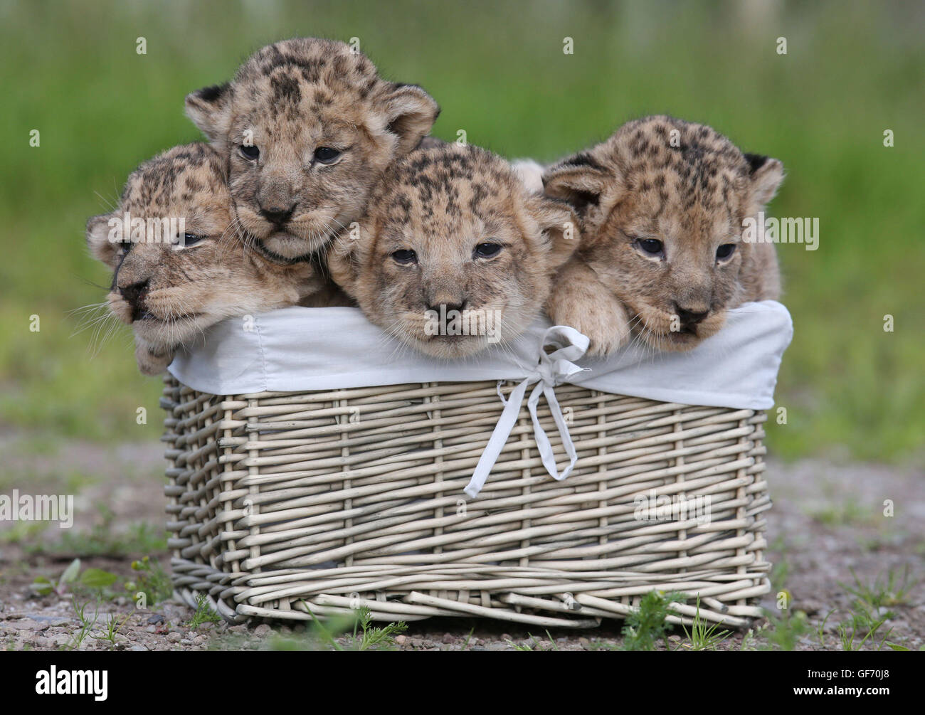 The four three week old lion cubs after they given a health check at Blair Drummond Safari Park near Stirling. The cubs were weighed, sexed, wormed and chipped during this first health check. Stock Photo