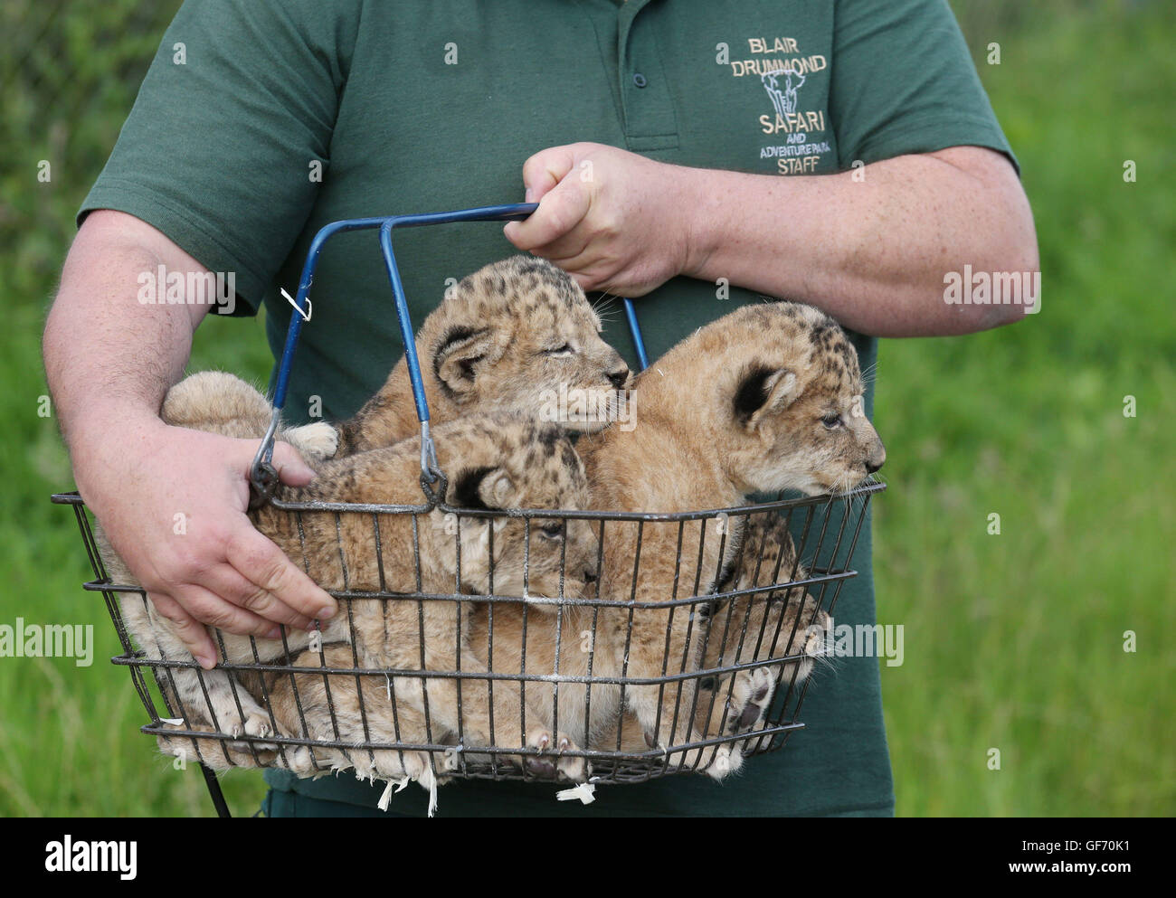 Keeper Brian Reid carries the four three week old lion cubs before they given a health check at Blair Drummond Safari Park near Stirling. The cubs were weighed, sexed, wormed and chipped during this first health check. Stock Photo