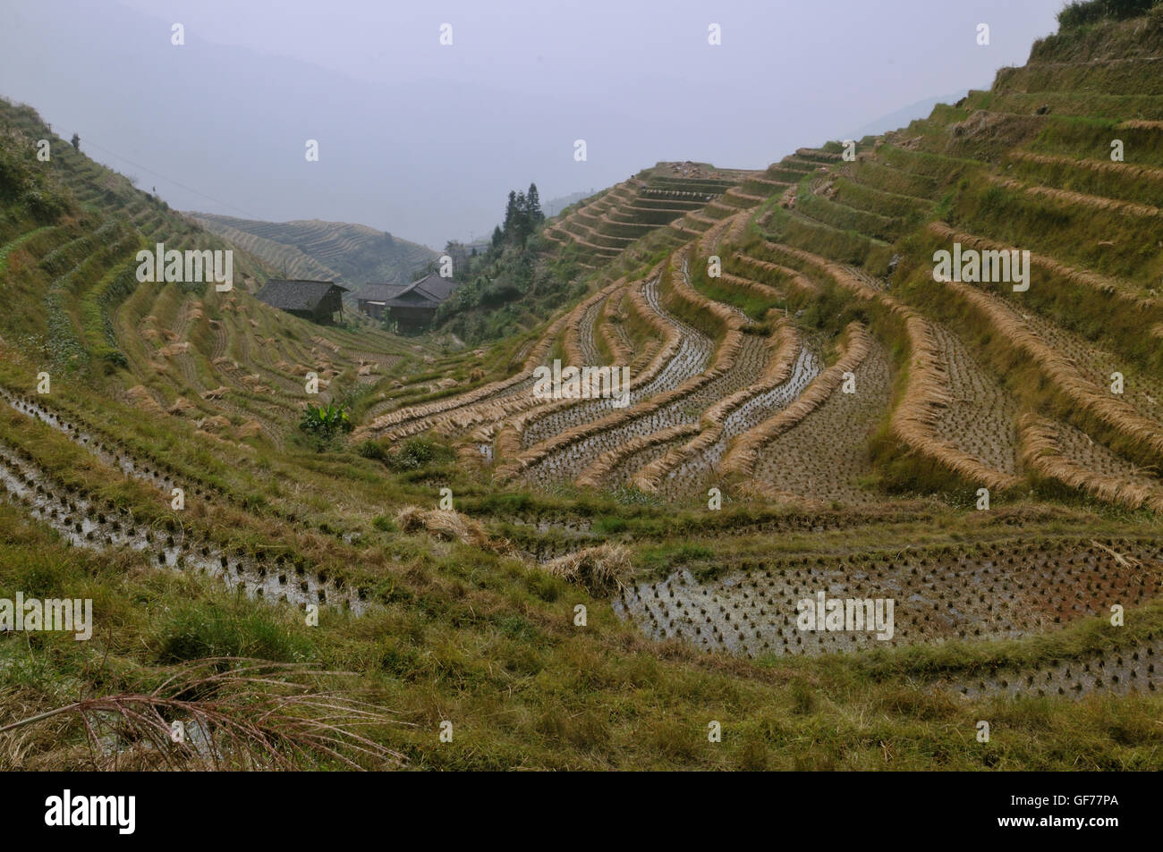 Devil's Backbone Rice Terraces in Autumn after Harvest, Ping'an ...