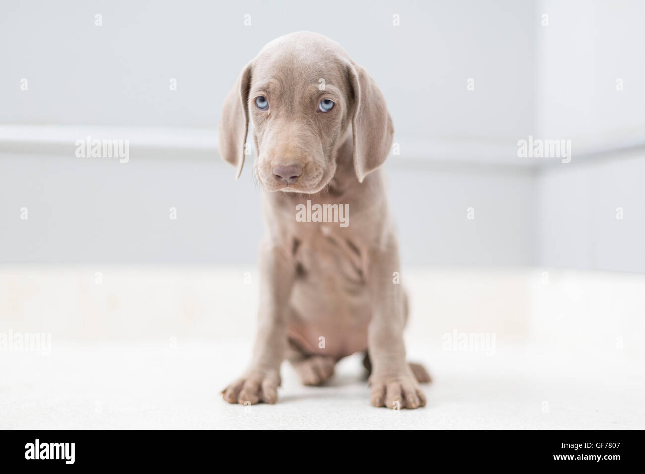 Weimaraner breed puppies Stock Photo