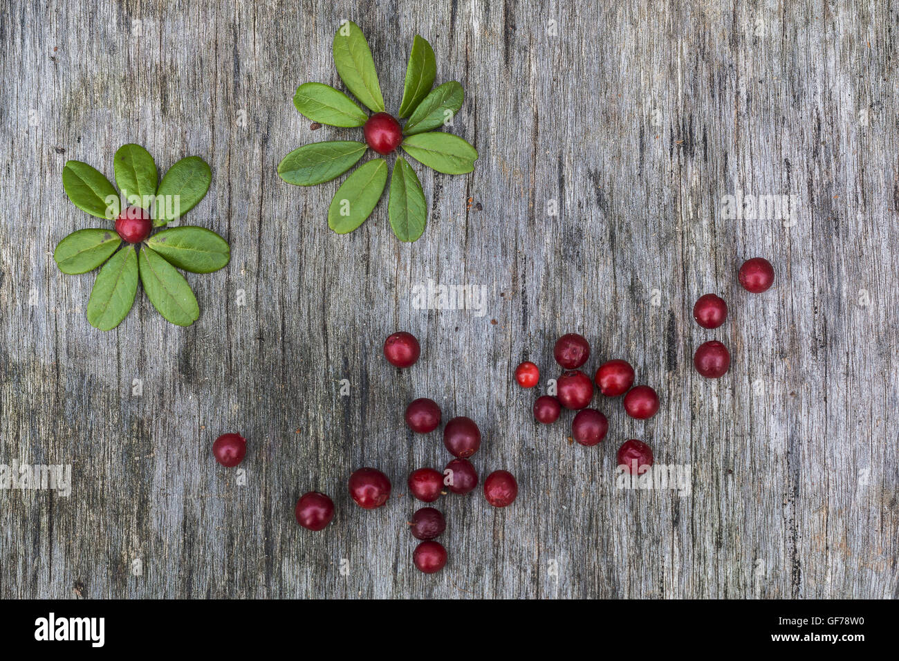 Fresh ripe cranberries with leaves lying on the old vintage wooden table. Background for nature themes. Horizontal overhead view. Stock Photo