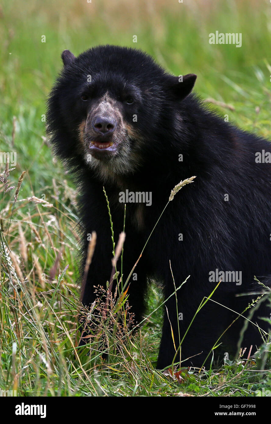 A female Spectacled Bear named Ryna, one of two of the bears native to South America that are making their public debut at Port Lympne Wild animal Park near Ashford, Kent, explores her new enclosure. Picture date: Wednesday July 27, 2016. Photo credit should read: Gareth Fuller/PA Wire Stock Photo